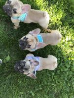 French Bulldog Puppies for sale in Clinton, Maryland. price: $2,500