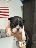 French Bulldog Puppies for sale in Topeka, KS, USA. price: $1,300