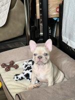 French Bulldog Puppies for sale in Allentown, Pennsylvania. price: $1,800
