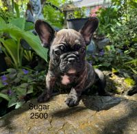 French Bulldog Puppies for sale in Salem, OR, USA. price: NA