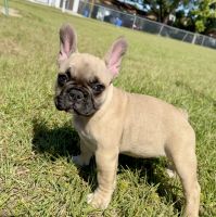 French Bulldog Puppies for sale in Tampa, Florida. price: $1,800