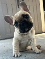 French Bulldog Puppies for sale in Carlsbad, California. price: $4,000