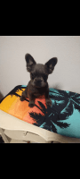 French Bulldog Puppies for sale in Anaheim, California. price: $2