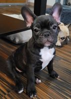 French Bulldog Puppies for sale in Harvey, Illinois. price: $2,000
