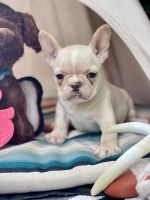 French Bulldog Puppies for sale in Broxton, GA 31519, USA. price: $2,200