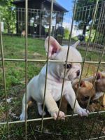 French Bulldog Puppies for sale in Branch, Arkansas. price: $1,600