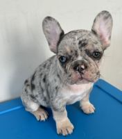 French Bulldog Puppies for sale in Atlanta, Georgia. price: $2,500
