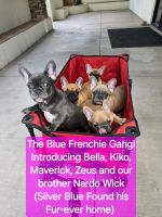 French Bulldog Puppies for sale in Queen Creek, Arizona. price: $2,500