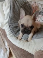 French Bulldog Puppies for sale in Brisbane, Queensland. price: $2,500