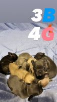 French Bulldog Puppies for sale in Bloomfield, New Jersey. price: $3,200
