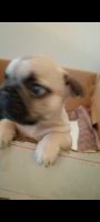 French Bulldog Puppies for sale in Brisbane, Queensland. price: $2,500