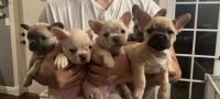French Bulldog Puppies for sale in Modesto, California. price: $2,500