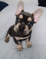 French Bulldog Puppies for sale in Sunnyvale, California. price: $2,000
