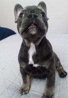 French Bulldog Puppies for sale in Sunnyvale, California. price: $2,300