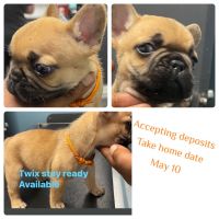 French Bulldog Puppies for sale in Greenville, South Carolina. price: $1,500