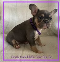 French Bulldog Puppies for sale in Fort Plain, NY, USA. price: $2,250