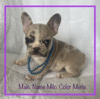 French Bulldog Puppies for sale in Fort Plain, NY, USA. price: $2,850