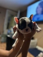 French Bulldog Puppies for sale in Hollywood, Alabama. price: $2,000