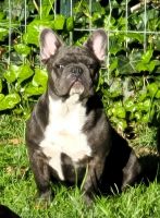 French Bulldog Puppies for sale in Springfield, Oregon. price: $5,000
