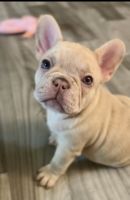 French Bulldog Puppies for sale in San Diego, California. price: $1,500