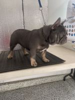 French Bulldog Puppies for sale in Riverside, California. price: $3,000