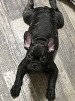 French Bulldog Puppies for sale in North Las Vegas, Nevada. price: $1,500