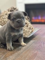 French Bulldog Puppies for sale in Fontana, California. price: $3,000