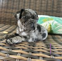 French Bulldog Puppies for sale in Perris, CA, USA. price: $500