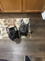 French Bulldog Puppies for sale in Jacksonville, Florida. price: $1,000