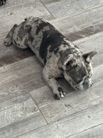 French Bulldog Puppies for sale in Cape Coral, Florida. price: $3,000