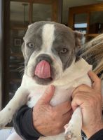 French Bulldog Puppies for sale in Murrieta, California. price: $90,000