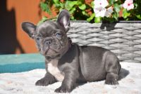 French Bulldog Puppies for sale in Newark, New Jersey. price: NA