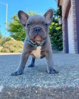 French Bulldog Puppies for sale in Newark, New Jersey. price: NA
