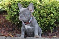 French Bulldog Puppies for sale in Bellingham, Washington. price: $3,000