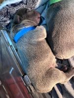 French Bulldog Puppies for sale in Springfield, Massachusetts. price: $3,500