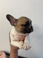 French Bulldog Puppies for sale in Tulsa, Oklahoma. price: $2,500
