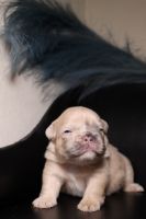 French Bulldog Puppies for sale in Fremont, California. price: $5,000