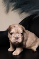 French Bulldog Puppies for sale in Fremont, California. price: $5,000