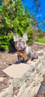 French Bulldog Puppies for sale in Nashville, Tennessee. price: $6,000