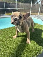 French Bulldog Puppies for sale in Orlando, Florida. price: $2,000
