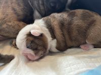 French Bulldog Puppies for sale in Farmington, Connecticut. price: $2,000