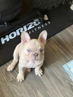 French Bulldog Puppies for sale in Flushing, New York. price: $1,800