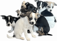 French Bulldog Puppies for sale in San Francisco, California. price: $750