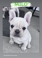 French Bulldog Puppies for sale in Meridian, Idaho. price: $3,500