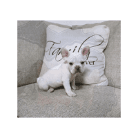 French Bulldog Puppies for sale in Ann Arbor, Michigan. price: NA
