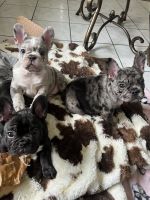 French Bulldog Puppies for sale in San Jose, California. price: $3,800