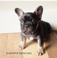 French Bulldog Puppies for sale in Skiatook, OK, USA. price: $1,800