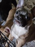 French Bulldog Puppies for sale in Billings, Montana. price: NA
