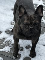 Two year old Frenchie