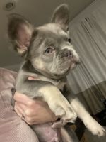 Fluffy frenchbull dog